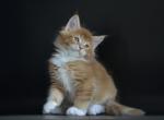 Ultra Max - Maine Coon Cat For Sale - Hollywood, FL, US