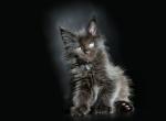 Uran - Maine Coon Cat For Sale - Hollywood, FL, US