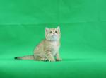 G players - British Shorthair Cat For Sale - Denver, CO, US