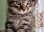 Siberian new born kitten - Siberian Cat For Sale - New York, NY, US