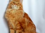 Eshy - Maine Coon Cat For Sale - Miami, FL, US