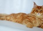 Elvis - Maine Coon Cat For Sale - Miami, FL, US