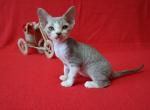 Idalgo - Devon Rex Cat For Sale - Miami, FL, US