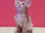 Xelara - Abyssinian Cat For Sale - Norwalk, CT, US