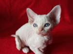 Ingrid - Devon Rex Cat For Sale - Miami, FL, US