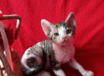 Imany - Devon Rex Cat For Sale - Miami, FL, US