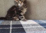 Centavra - Maine Coon Cat For Sale - Hollywood, FL, US