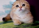 Merlin - Scottish Fold Cat For Sale - Hollywood, FL, US