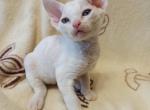 Ippolit - Devon Rex Cat For Sale - Miami, FL, US