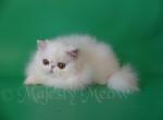 Belhar - Persian Cat For Sale - Yucca Valley, CA, US