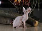 Bingo - Sphynx Cat For Sale - Norwalk, CT, US