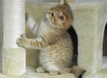 British Shorthair - British Shorthair Cat For Sale - Chicago, IL, US