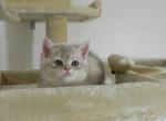 Bri Blue Golden - British Shorthair Cat For Sale - Denver, CO, US