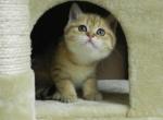 Bri Golden Tabby - British Shorthair Cat For Sale - Chicago, IL, US