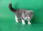 Venya - Persian Cat For Sale - Yucca Valley, CA, US