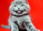 Garfield - Scottish Fold Cat For Sale - Hollywood, FL, US