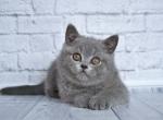 Pevensi Lusy - British Shorthair Cat For Sale - Miami, FL, US