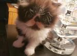 Persian CFA Registered  Kittens - Persian Cat For Sale - Greenville, OH, US