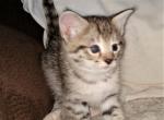 Adana F2B Savannah - Savannah Cat For Sale - Franklin, NC, US