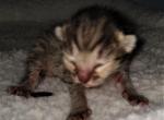 F4SBT Savannah Girl - Savannah Cat For Sale - Franklin, NC, US