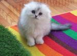 Scottish Fold Silver Kittie - Scottish Fold Cat For Sale - Brooklyn, NY, US