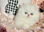 Beautiful Chinchilla Silver Persians - Persian Kitten For Sale - 