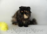 Daliya - Persian Cat For Sale - Yucca Valley, CA, US