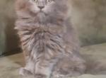 Don Juan - Maine Coon Cat For Sale - Miami, FL, US