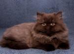 Cabiola British longhair female kitten - British Shorthair Cat For Sale - Miami, FL, US