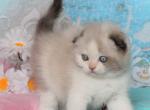 Sindi - Scottish Fold Cat For Sale - Hollywood, FL, US