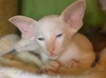 Antony - Oriental Cat For Sale - Norwalk, CT, US