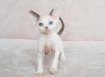 Kassandra - Devon Rex Cat For Sale - Miami, FL, US