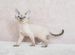 Kiara - Devon Rex Cat For Sale - Miami, FL, US