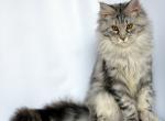 Fifa - Maine Coon Cat For Sale - Hollywood, FL, US