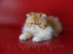 Funtick - Persian Cat For Sale - Yucca Valley, CA, US