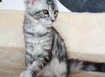 Assol - Maine Coon Cat For Sale - Hollywood, FL, US