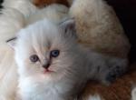 Adorable Blue Point Himalayan Kitten - Himalayan Cat For Sale - Perry, FL, US