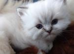 CFA Registered Blue Point Himalayan Kitten - Himalayan Cat For Sale - Perry, FL, US