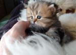 Lovable Tabby Persian CFA Registered Kitten - Persian Cat For Sale - Perry, FL, US