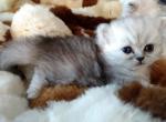 Adorable Silver Shaded Persian - Persian Cat For Sale - Perry, FL, US