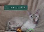 Tamale - Peterbald Cat For Sale - Dallas, TX, US