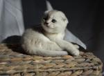 ELITE TAILS Scottish Fold Male Kitten - Scottish Fold Cat For Sale - Thornton, CO, US