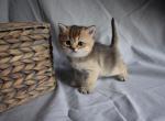 ELITE TAILS Scottish straight female - Scottish Straight Cat For Sale - Thornton, CO, US