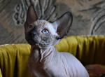 Hunter - Sphynx Cat For Sale - Norwalk, CT, US