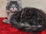 Hammer - Maine Coon Cat For Sale - Miami, FL, US