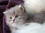 CFA Registered Silver Blue Tabby Persian - Persian Cat For Sale - Perry, FL, US