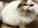 SUNDANCE KID - Ragamuffin Cat For Sale - Brookings, OR, US