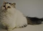 LITTLE CESAR - Munchkin Cat For Sale/Service - Brookings, OR, US