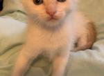 Male Siamese Flame Point Olivias Winter Litter - Siamese Cat For Sale - Louisville, KY, US