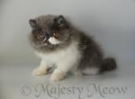 Kosmos - Persian Cat For Sale - Yucca Valley, CA, US